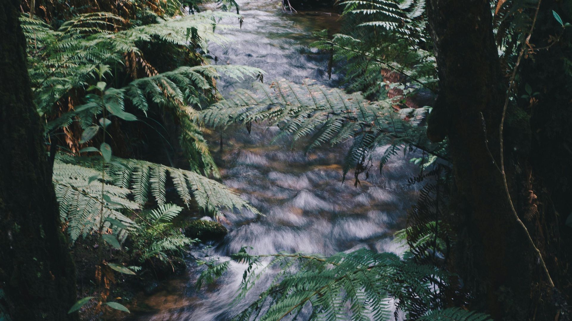 Santa Elena y los Silleteros: la ruta de las flores