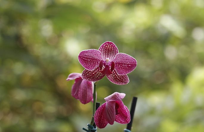 Medellín Botanical Garden: a green escape with an orchid garden